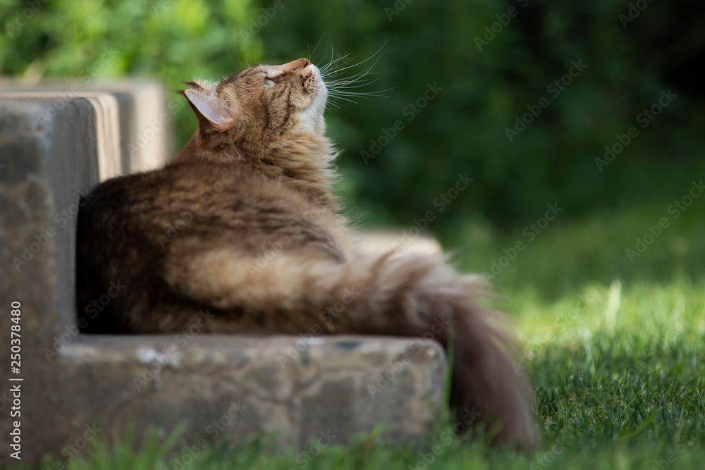 Cat lying on step staring at something Cat lying on step staring at something