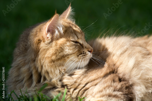 Cat basking in the sun