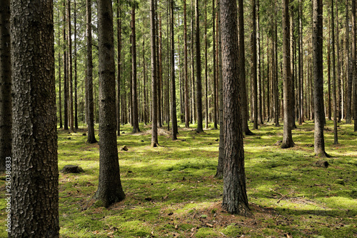 Plenty of tree trunks in the the light forest