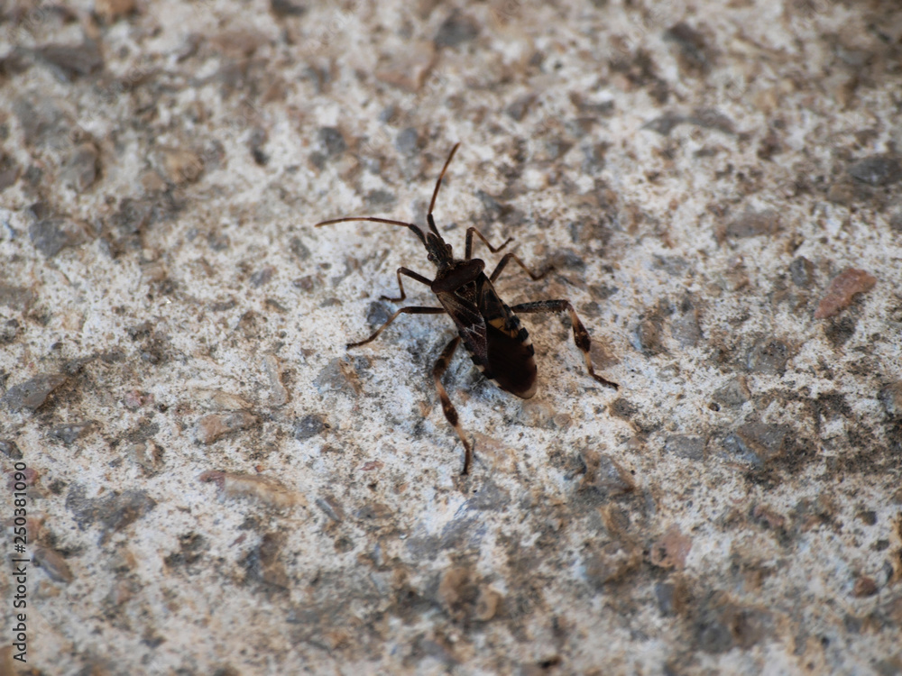La punaise américaine du pin (Leptoglossus occidentalis) vue de profil, une espèce invasive en Europe, ici photographiée en Allemagne du sud La punaise américaine du pin (Leptoglossus occidentalis) vue de profil, une espèce invasive en Europe, ici photographiée en Allemagne du sud