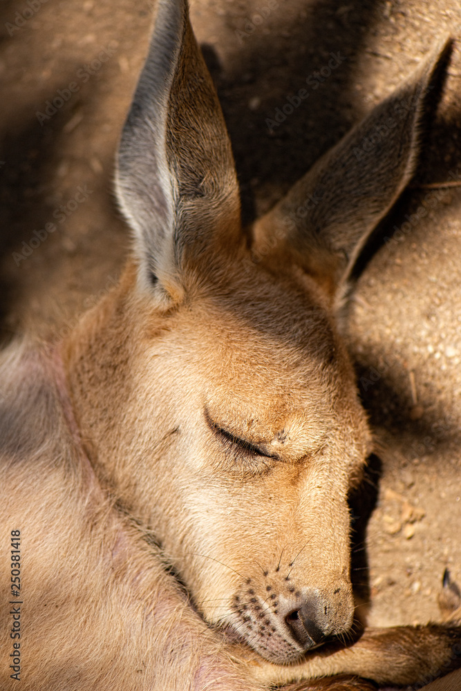 Naklejka premium Kangaroo Joey