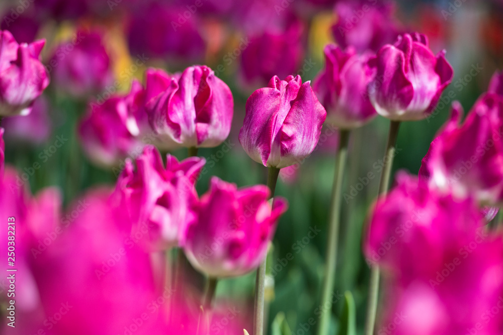 Tulips in garden in sunny day. Spring flowers. Gardening. Tulips in garden in sunny day. Spring flowers. Gardening.