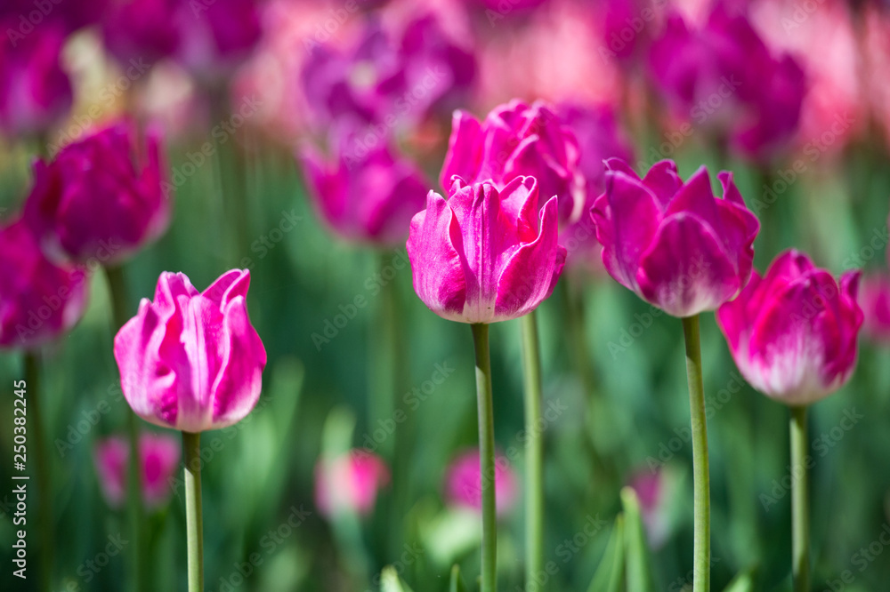 Tulips in garden in sunny day. Spring flowers. Gardening. Tulips in garden in sunny day. Spring flowers. Gardening.