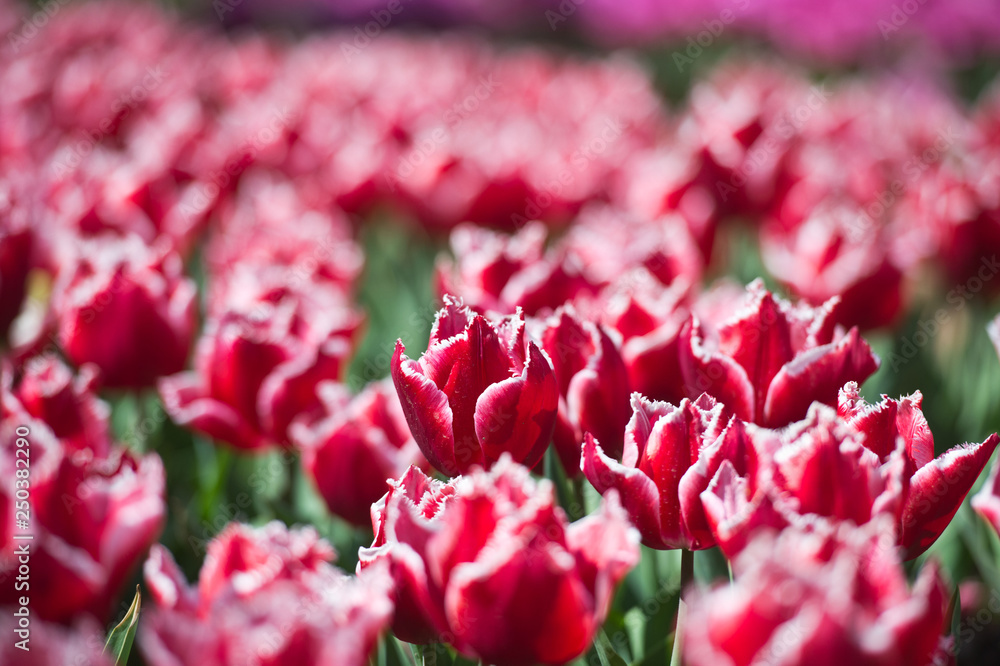 Tulips in garden in sunny day. Spring flowers. Gardening. Tulips in garden in sunny day. Spring flowers. Gardening.