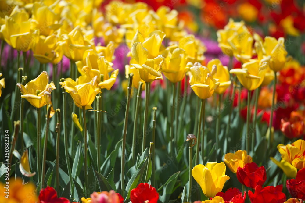 Obraz premium Tulips in garden in sunny day. Spring flowers. Gardening.
