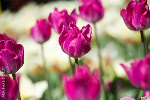 Tulips in garden in sunny day. Spring flowers. Gardening. © darkfreya