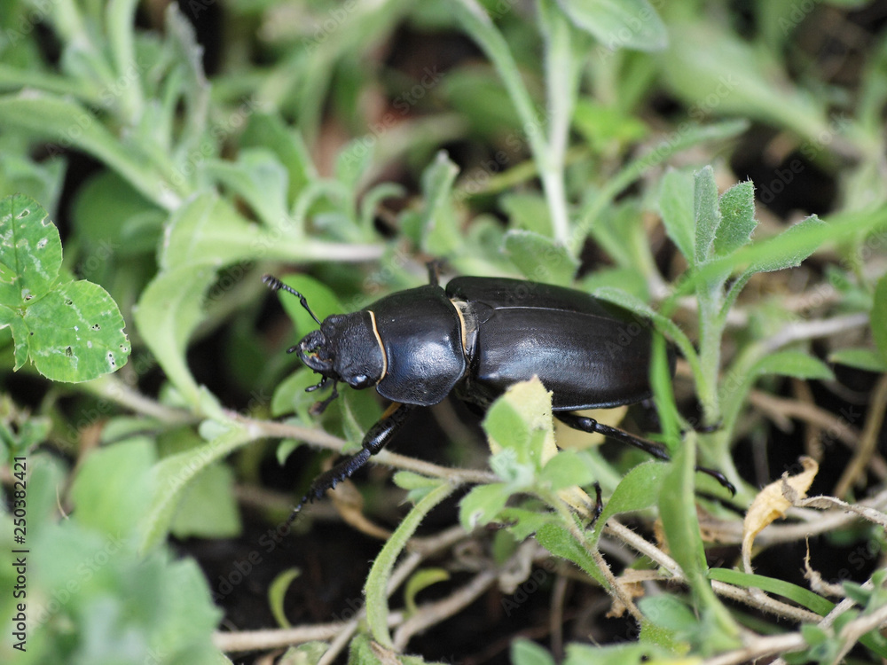 Femelle lucane cerf-volant ou grande biche, un gros scarabée brun-noir (Lucanus cervus)v Femelle lucane cerf-volant ou grande biche, un gros scarabée brun-noir (Lucanus cervus)v