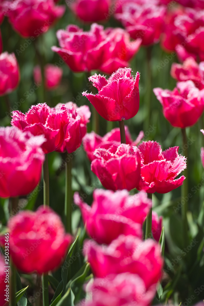 Tulips in garden in sunny day. Spring flowers. Gardening. Tulips in garden in sunny day. Spring flowers. Gardening.