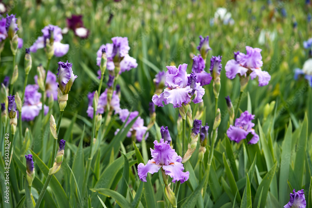 Colorful irises in the garden, perennial garden. Gardening. Bearded iris. Colorful irises in the garden, perennial garden. Gardening. Bearded iris.