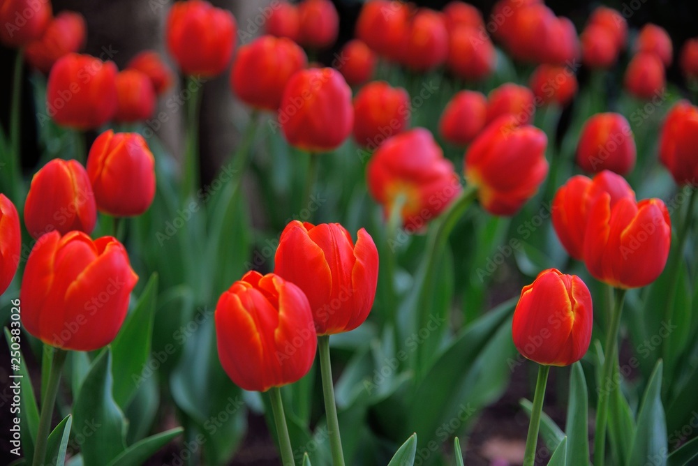 Tulip blooms on the background of the winter, in Taiwan. Tulip blooms on the background of the winter, in Taiwan.