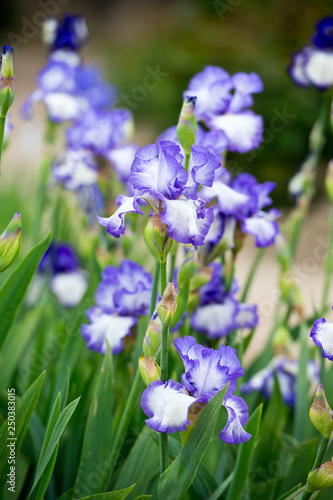 Colorful irises in the garden, perennial garden. Gardening. Bearded iris. 