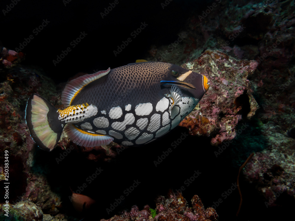 Obraz premium Clown Triggerfish