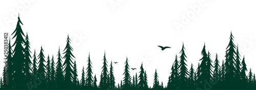Forest landscape with birds. 