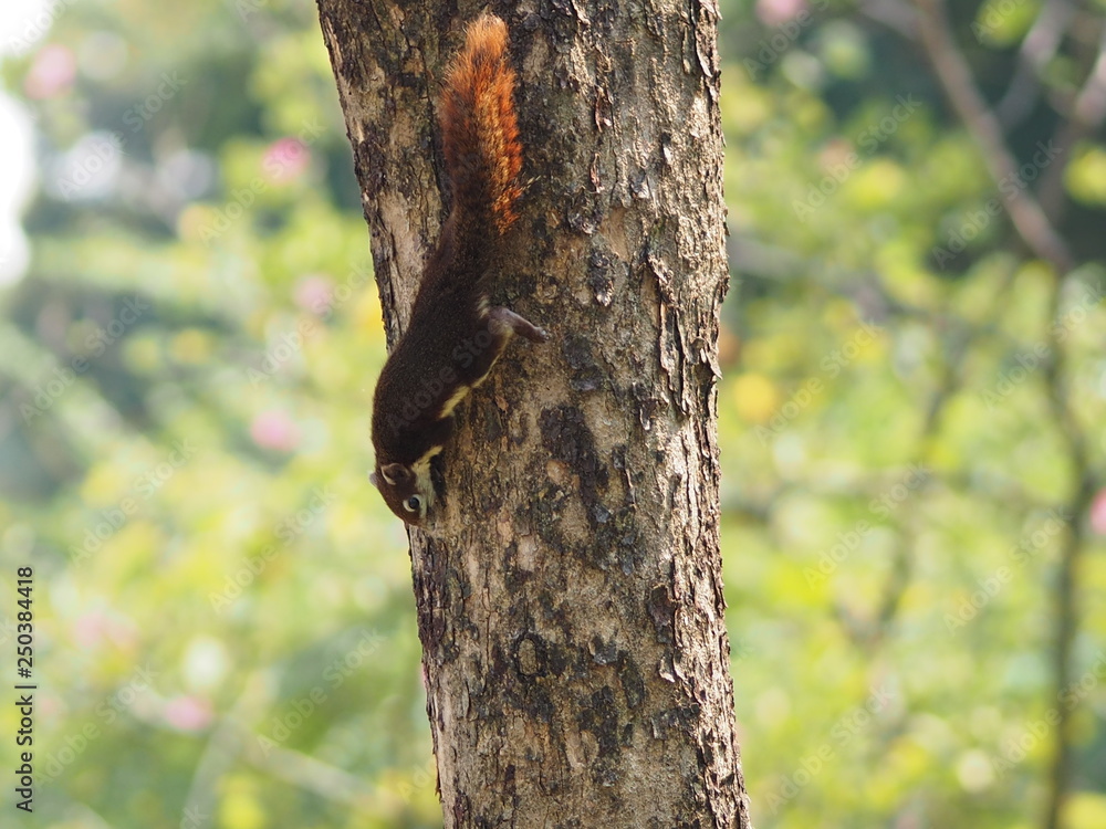 Fototapeta premium Squirrel climbs on the trunk tree background