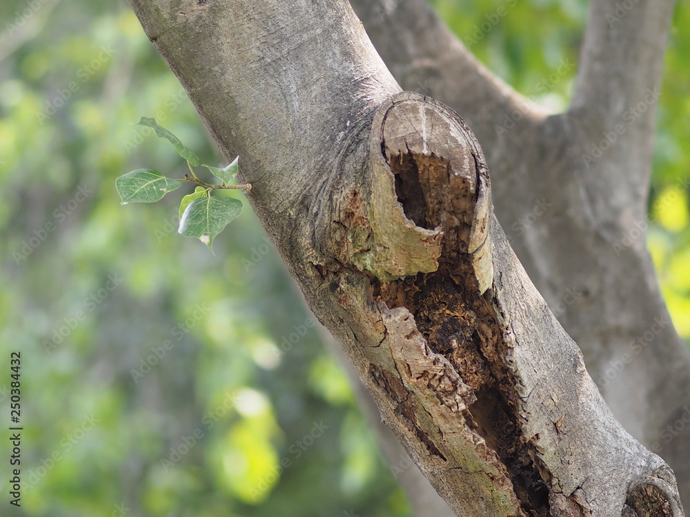 Fototapeta premium texture surface big tree in the park Rough skin bark