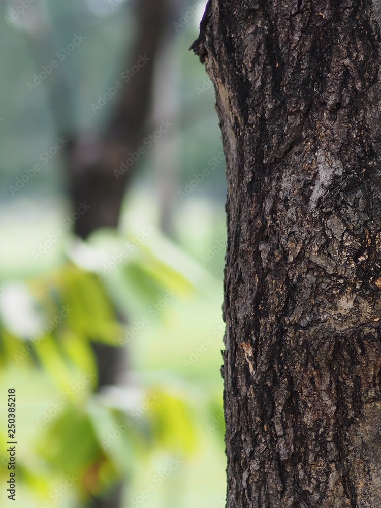 Fototapeta premium texture surface big tree in the park Rough skin bark