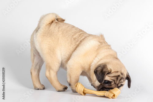 Pug dog isolated on a white background