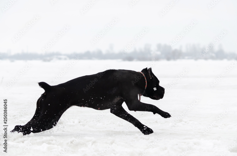 Cane Corso is running across the field. Young energetic dog walks. Walking outdoors in the winter. How to protect your pet from hypothermia. Cane Corso is running across the field. Young energetic dog walks. Walking outdoors in the winter. How to protect your pet from hypothermia.