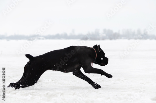 Cane Corso is running across the field. Young energetic dog walks. Walking outdoors in the winter.  How to protect your pet from hypothermia.  photo