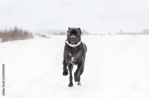 Cane Corso is running across the field. Young energetic dog walks. Walking outdoors in the winter. How to protect your pet from hypothermia. 