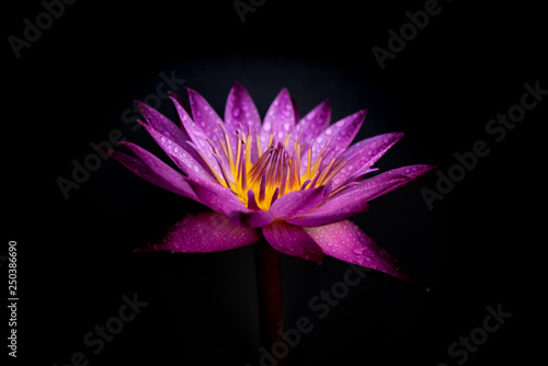 Water lily isolated on black background.