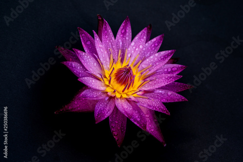 Water lily isolated on black background.