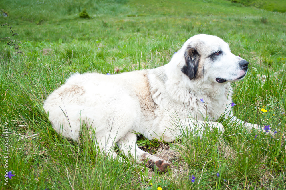One white fluffy shepherd dog lying and resting