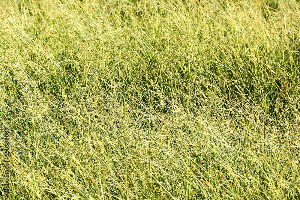 yellow grass in winter - background - closeup yellow grass in winter - background - closeup