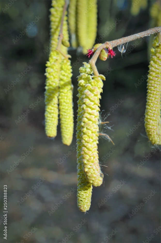 Allergieauslöser: Männliche Blütenkätzchen und weibliche (klein, rot) Blüten der Haselnuss (Corylus avellana) im Februar Allergieauslöser: Männliche Blütenkätzchen und weibliche (klein, rot) Blüten der Haselnuss (Corylus avellana) im Februar