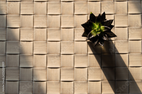 Pianta Grassa su Tavolo Bianco