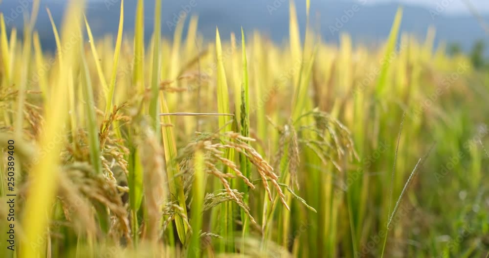 Paddy field or rice field. Closeup of yellow paddy rice field in autumn. Royalty high-quality free stock video footage of beautiful close up of organic rice fields or paddy field in Vietnam, Asia Paddy field or rice field. Closeup of yellow paddy rice field in autumn. Royalty high-quality free stock video footage of beautiful close up of organic rice fields or paddy field in Vietnam, Asia