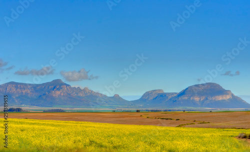 CANOLA FIELDS, WESTERN CAPE, SOUTH AFRICA  © wolfavni