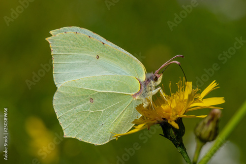 Detailed close up of a Brimstone butterfly