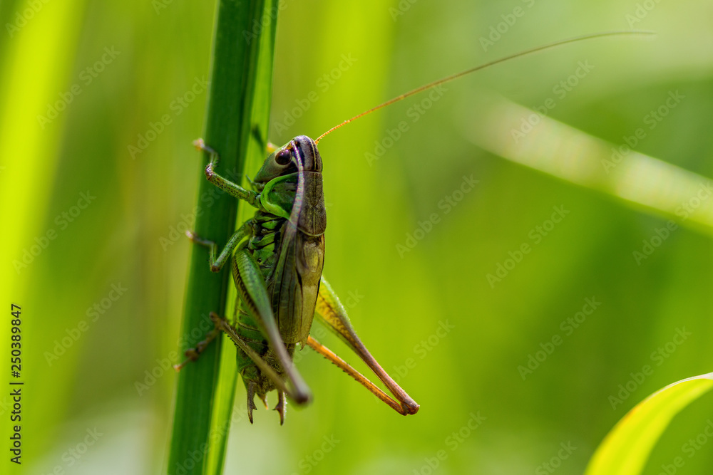 Large green grasshopper in sunlight, holding on to a straw Large green grasshopper in sunlight, holding on to a straw