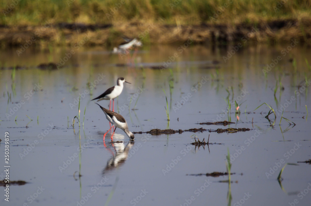 Fototapeta premium Black winged Stilt 