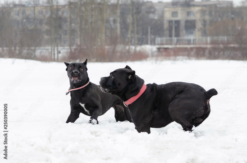 Cane Corso. Dogs play with each other. Walking outdoors in the winter. How to protect your pet from hypothermia. Cane Corso. Dogs play with each other. Walking outdoors in the winter. How to protect your pet from hypothermia.