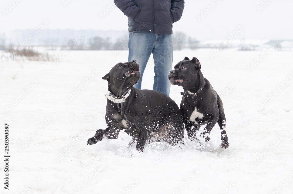 Cane Corso. Dogs play with each other. Walking outdoors in the winter.  How to protect your pet from hypothermia. 