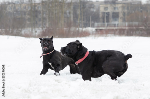 Cane Corso. Dogs play with each other. Walking outdoors in the winter. How to protect your pet from hypothermia. 