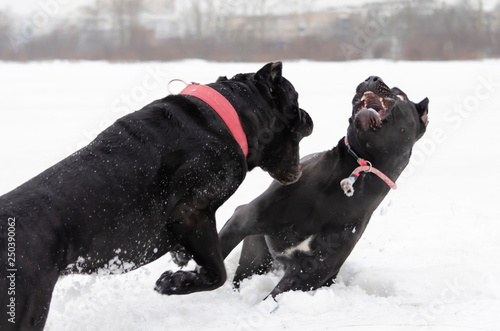 Cane Corso. Dogs play with each other. Walking outdoors in the winter.  How to protect your pet from hypothermia.  photo