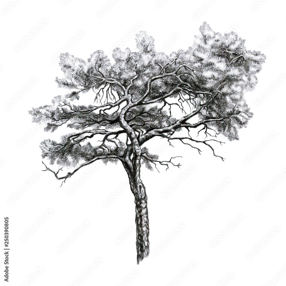Aggregate more than 75 tall tree sketch latest - seven.edu.vn
