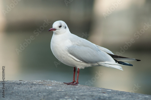 portrait of seagull standing on stone wall in border rhine in Basel Switzerland