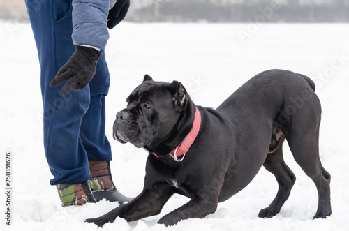 Cane Corso. Young dog plays with its owner. Dog executes commands. Walking outdoors in the winter.  How to protect your pet from hypothermia.