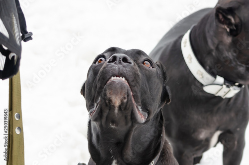 Cane Corso. Young dog plays with its owner. Dog executes commands. Walking outdoors in the winter.  How to protect your pet from hypothermia. photo