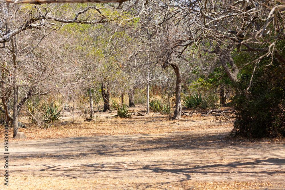Fototapeta premium orpen camp