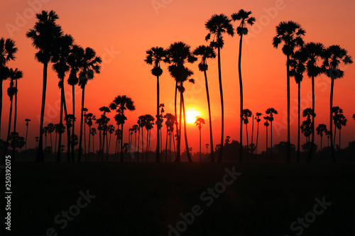 Palm trees and sunrise.