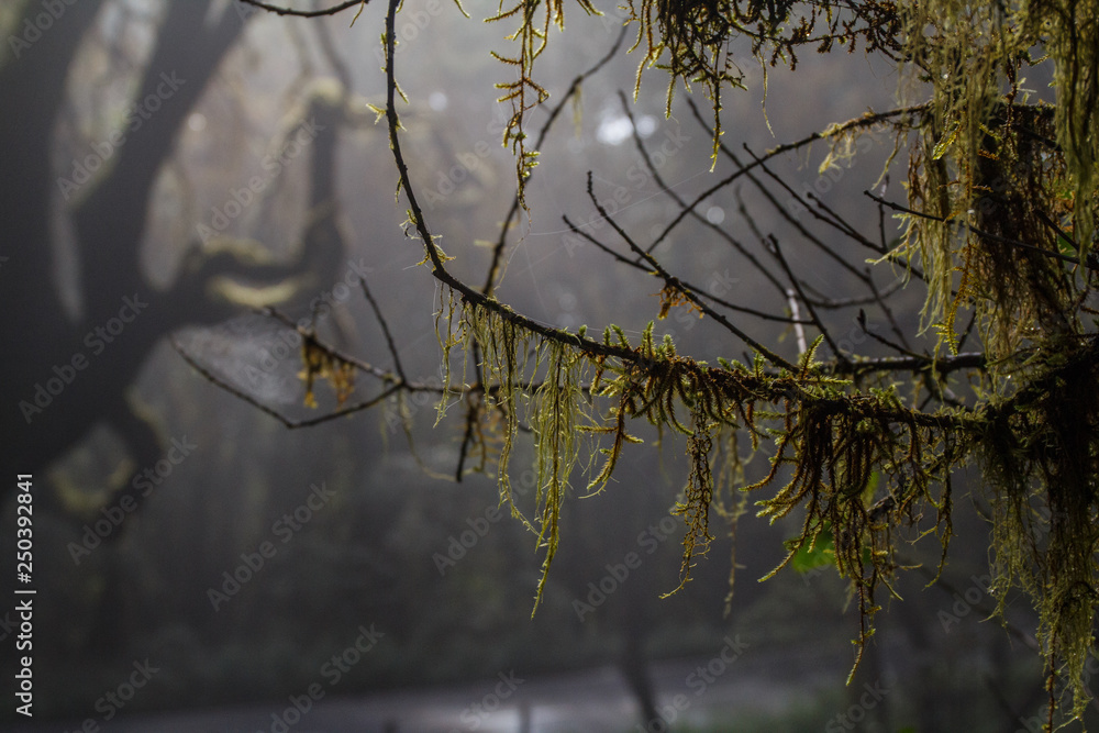 Fototapeta premium Garajonay National park in La Gomera, Canary islands, Spain. Green, moss, jungle mystic forest