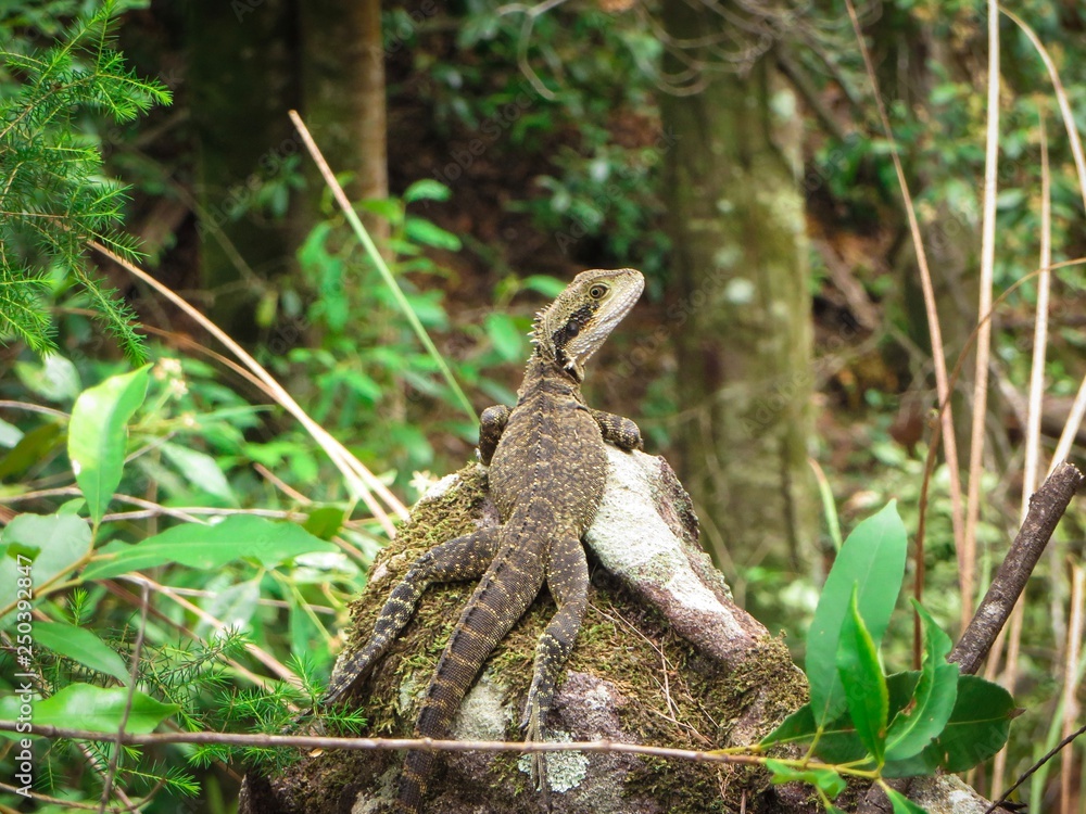 Obraz premium Lizard resting on a rock