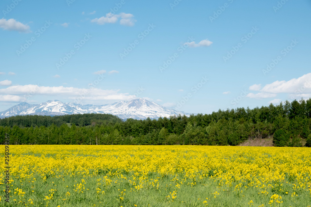 黄色い花が満開の草原と残雪の山並み　大雪山