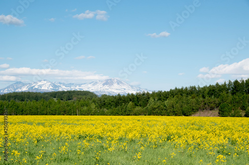 黄色い花が満開の草原と残雪の山並み 大雪山