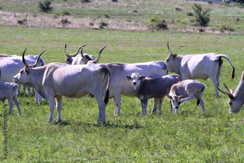 Herd of hungarian grey cattle on a meadow at rural animal farm Herd of hungarian grey cattle on a meadow at rural animal farm